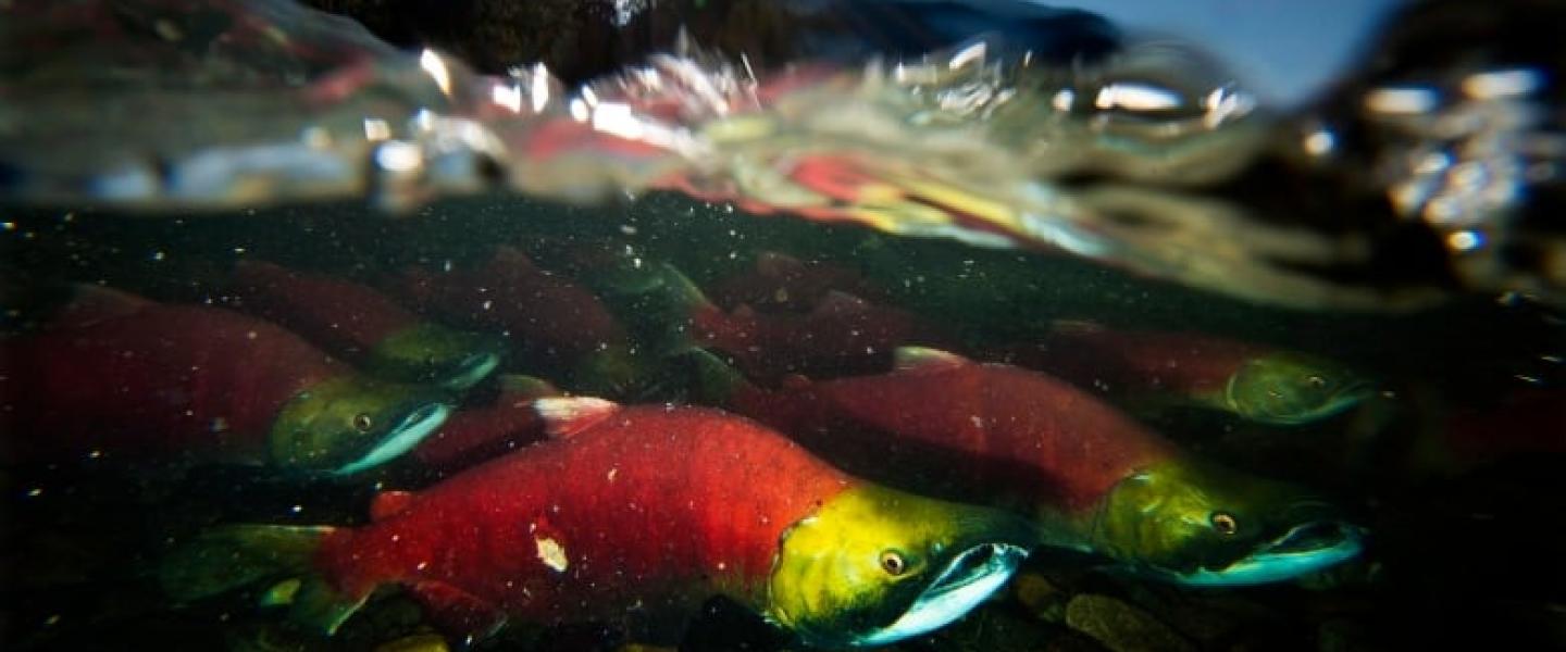 BC Salmon collapse Fraser River