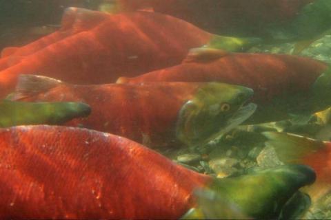 Sockeye